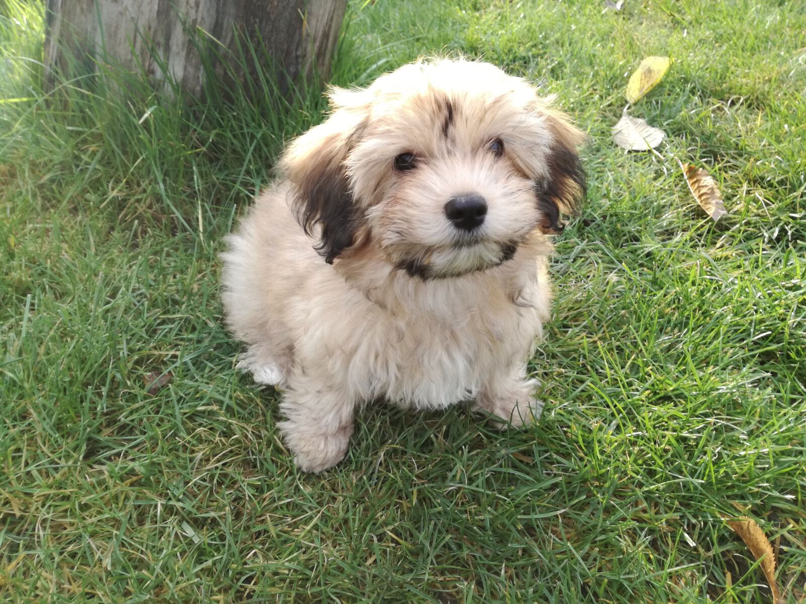 HUAWEI P9 LITE sample photo. Havanese, puppy, cute photography