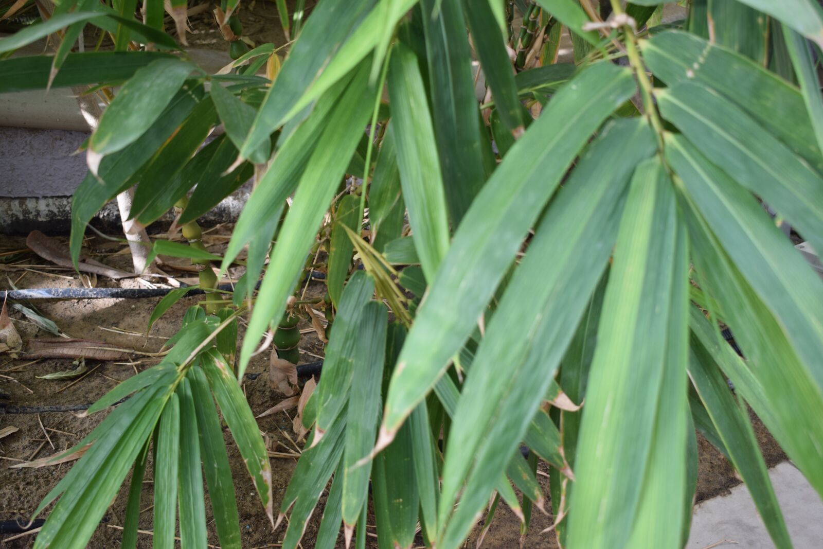 Nikon D5300 sample photo. Leaf, green, leaves photography