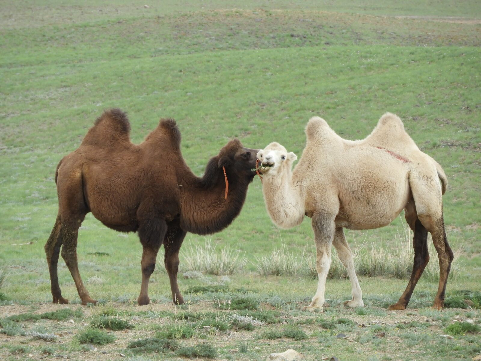 Nikon Coolpix B700 sample photo. Camel, steppe, desert photography