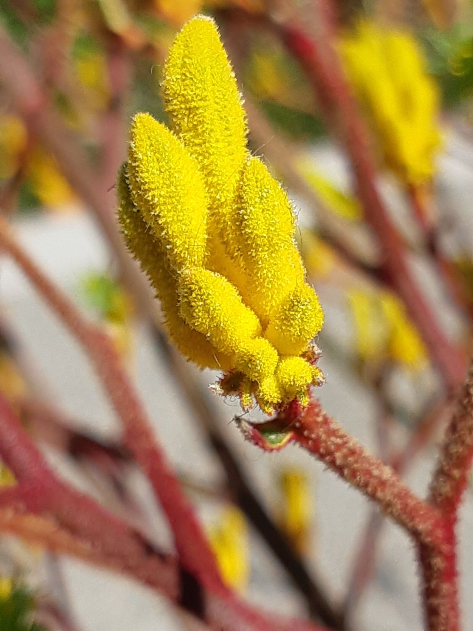 Samsung Galaxy A8(2018) sample photo. Yellow flowers, kangaroo claw photography