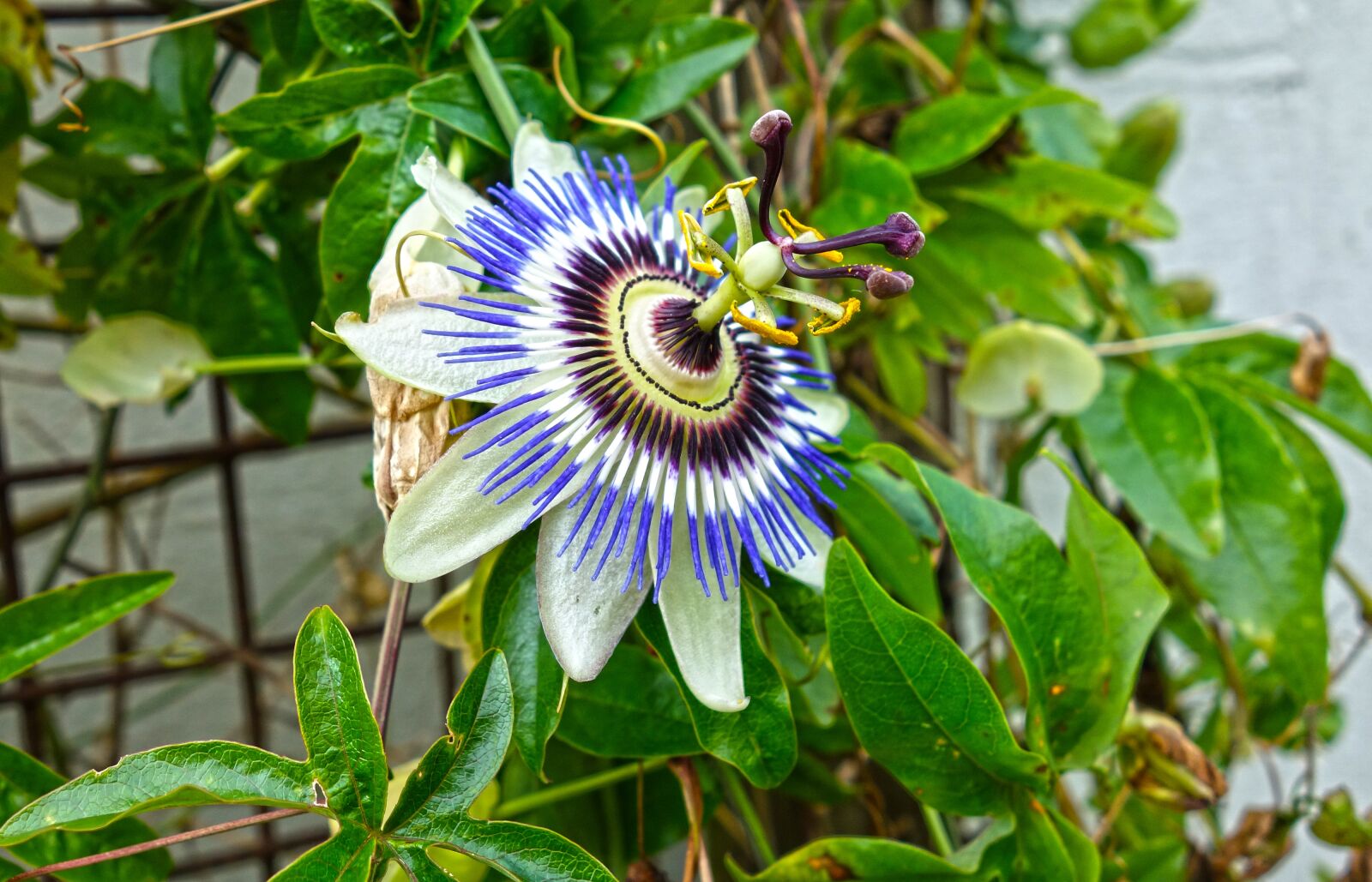 Sony Cyber-shot DSC-RX100 sample photo. Passion flower, plant, flower photography