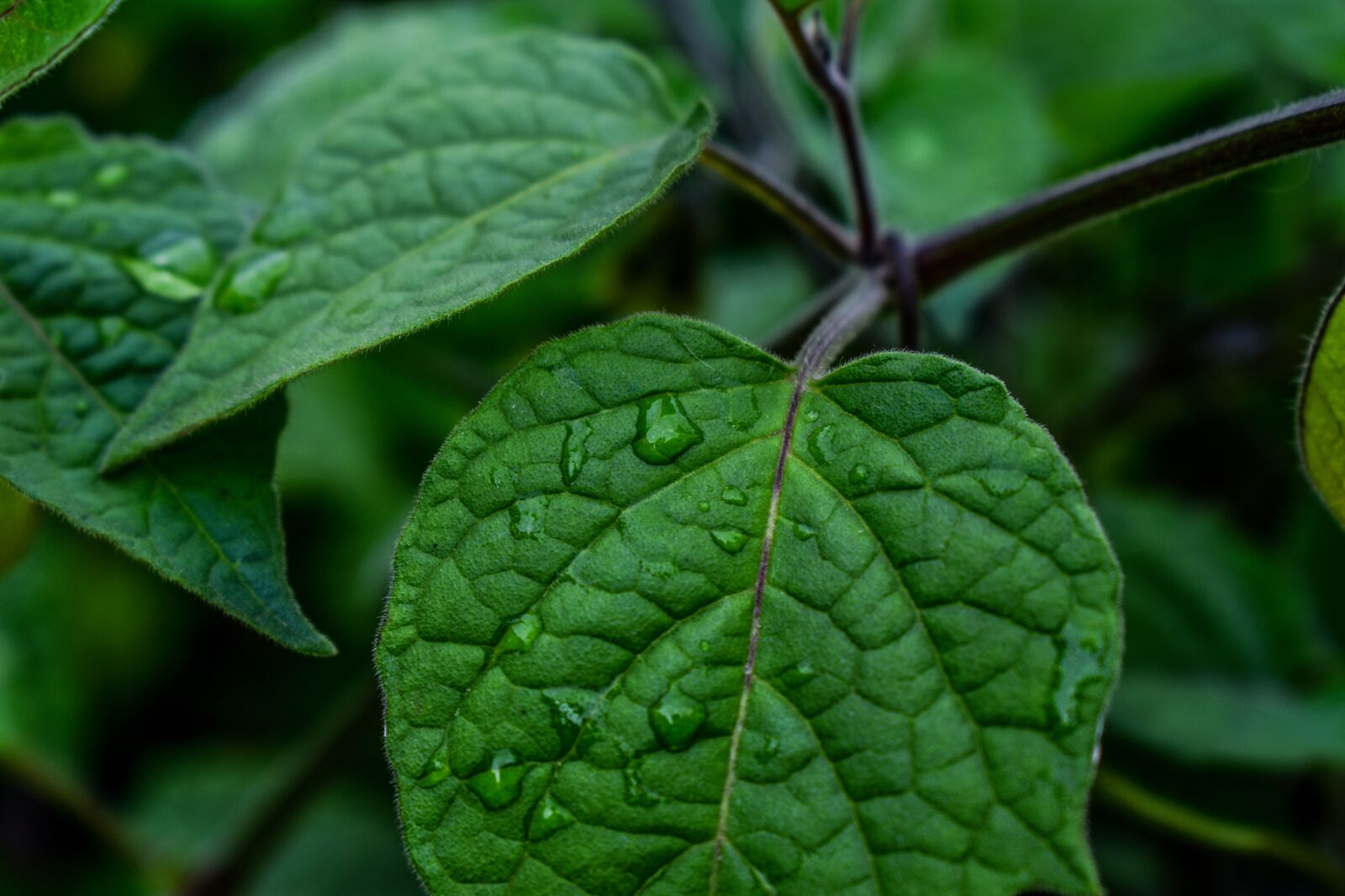 Nikon D3400 sample photo. Leaf, nature, plant photography