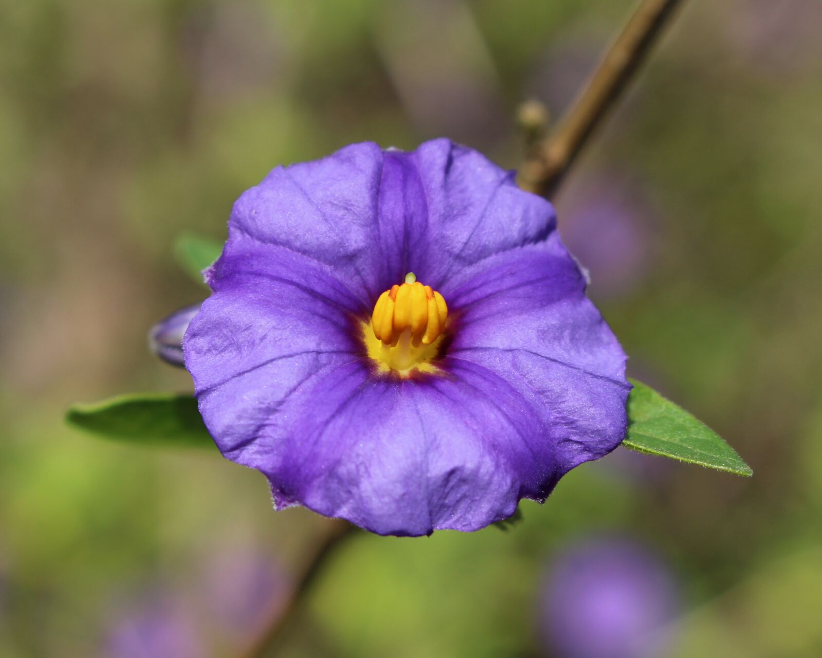 Canon EOS 700D (EOS Rebel T5i / EOS Kiss X7i) sample photo. Paraguay nightshade flower, blue photography