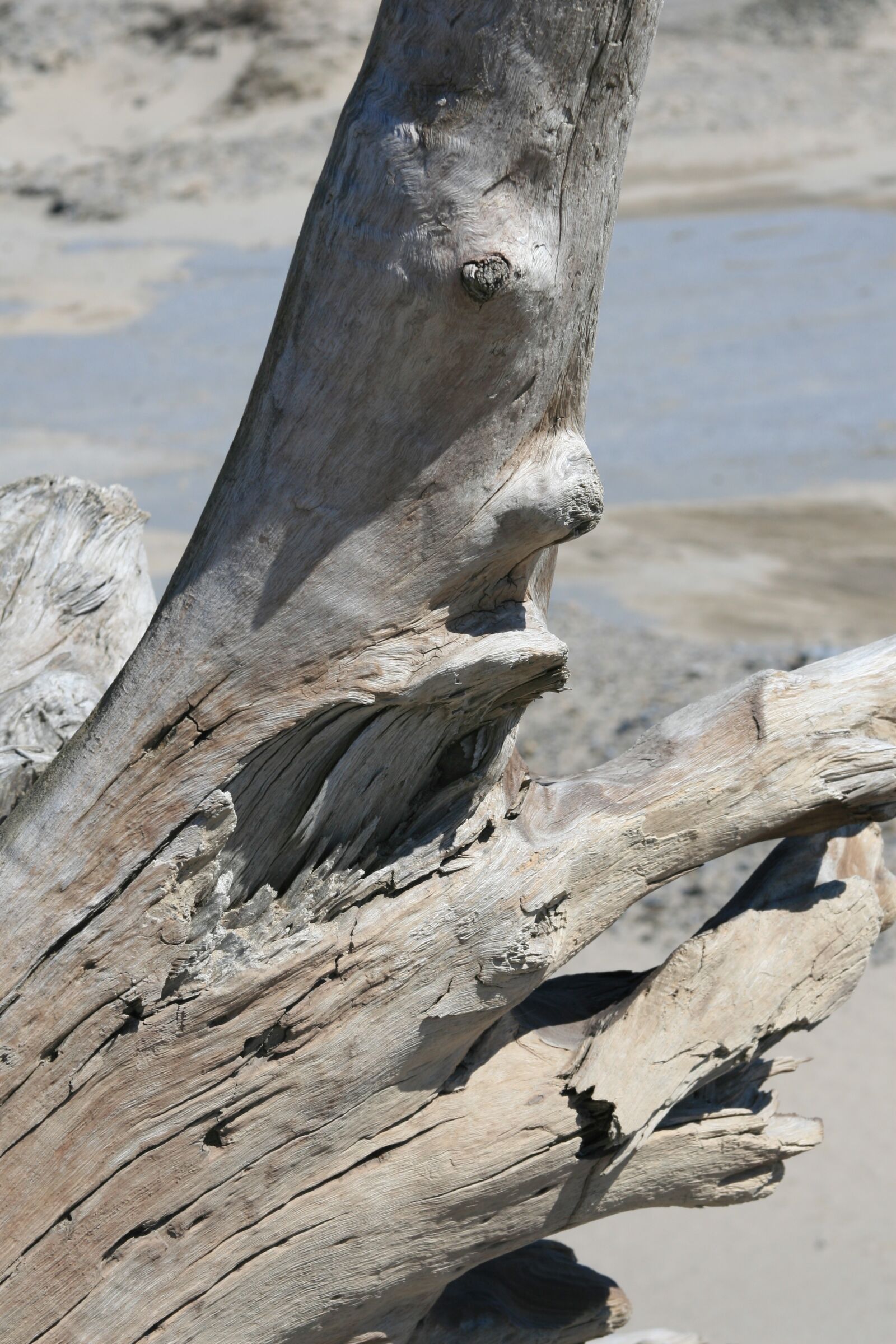 Canon EOS 30D sample photo. Trunk, tree, beach photography