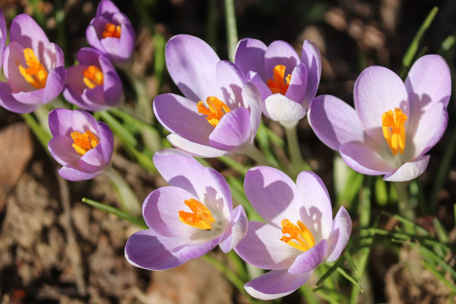 Canon EOS 200D (EOS Rebel SL2 / EOS Kiss X9) sample photo. Crocus, spring, lenz photography