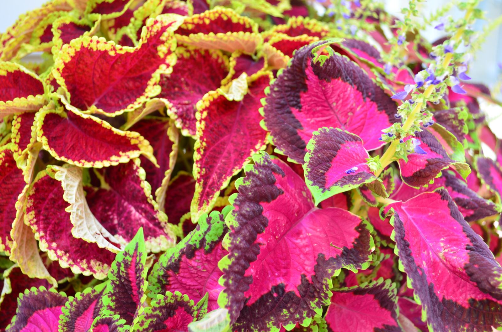 Nikon D5100 sample photo. Flower, nature, beautiful flower photography