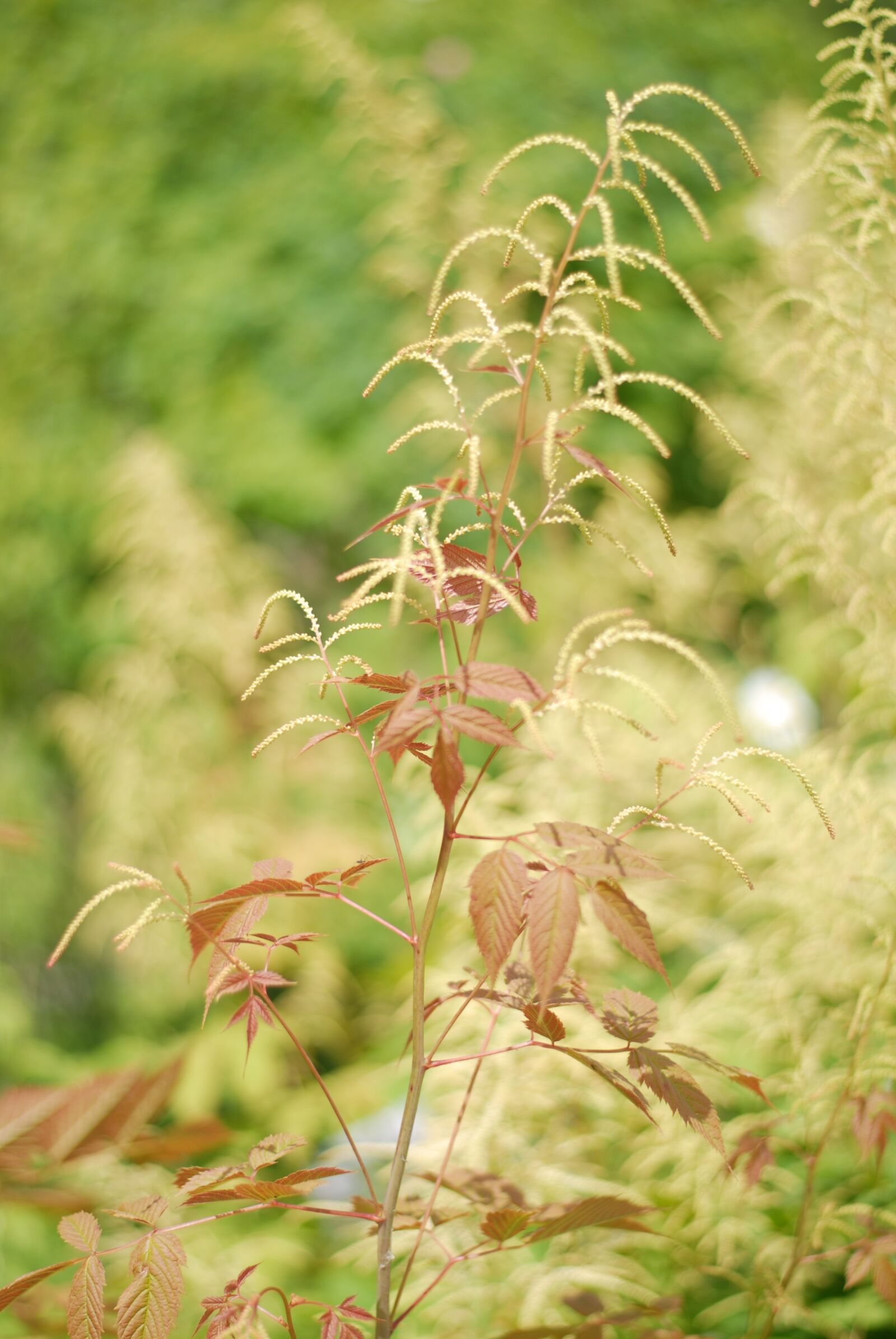 Nikon D200 sample photo. Nature, flora, leaf photography