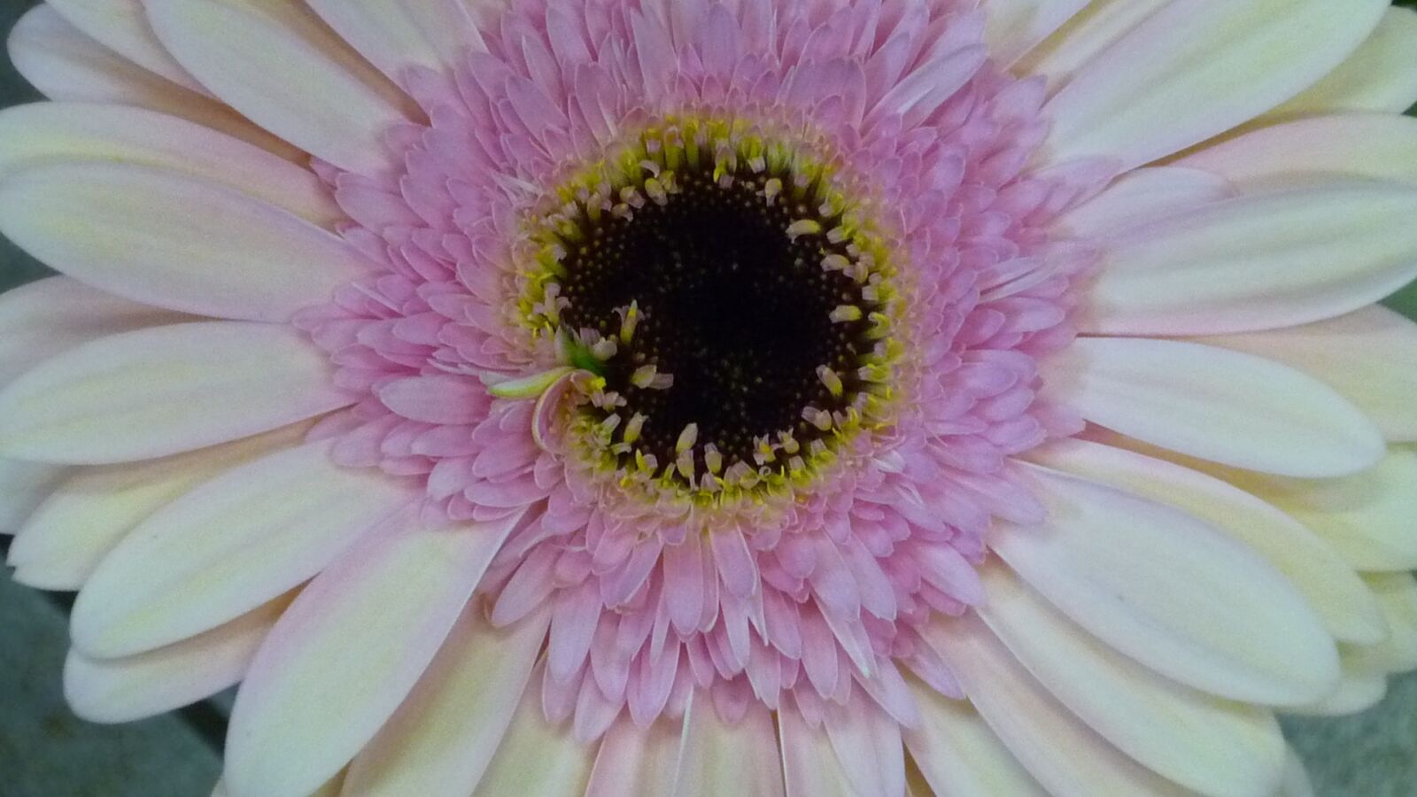 Panasonic Lumix DMC-FS6 sample photo. Gerbera, flower, large photography