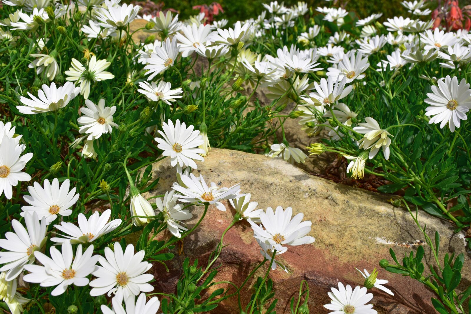 Nikon D5500 sample photo. Daisies, spring, white photography
