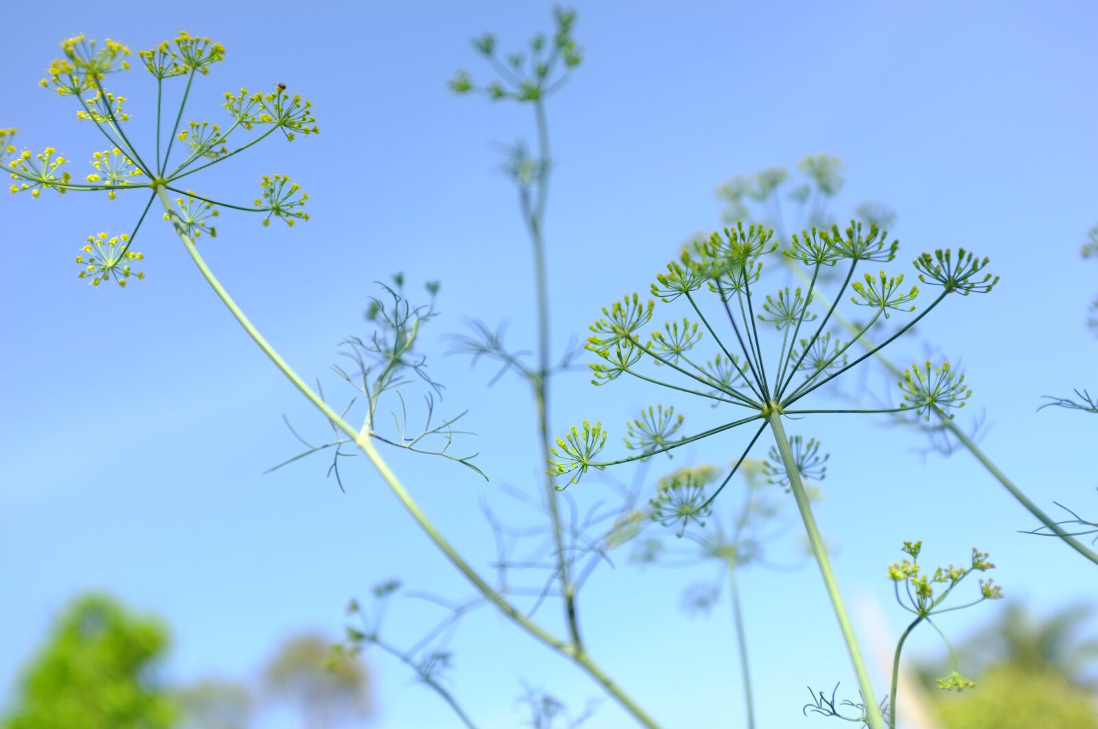 Fujifilm FinePix X100 sample photo. Sky, green, lovely photography