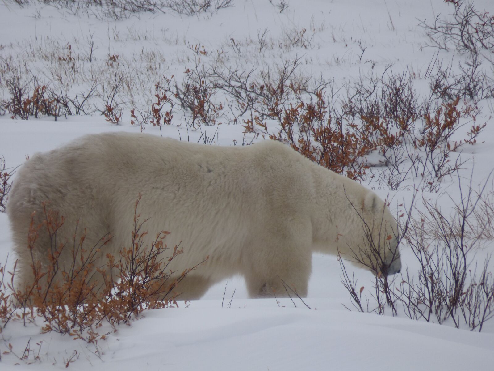 Panasonic Lumix DMC-FZ70 sample photo. The polar bear, polar photography