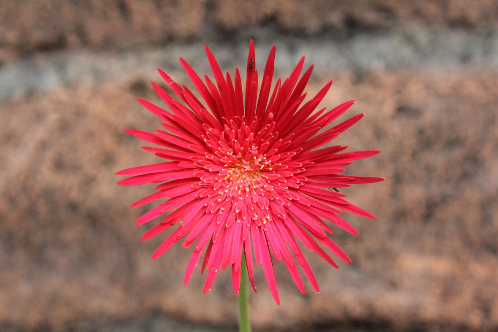 Canon EOS 60D sample photo. Thorny, red, flower photography