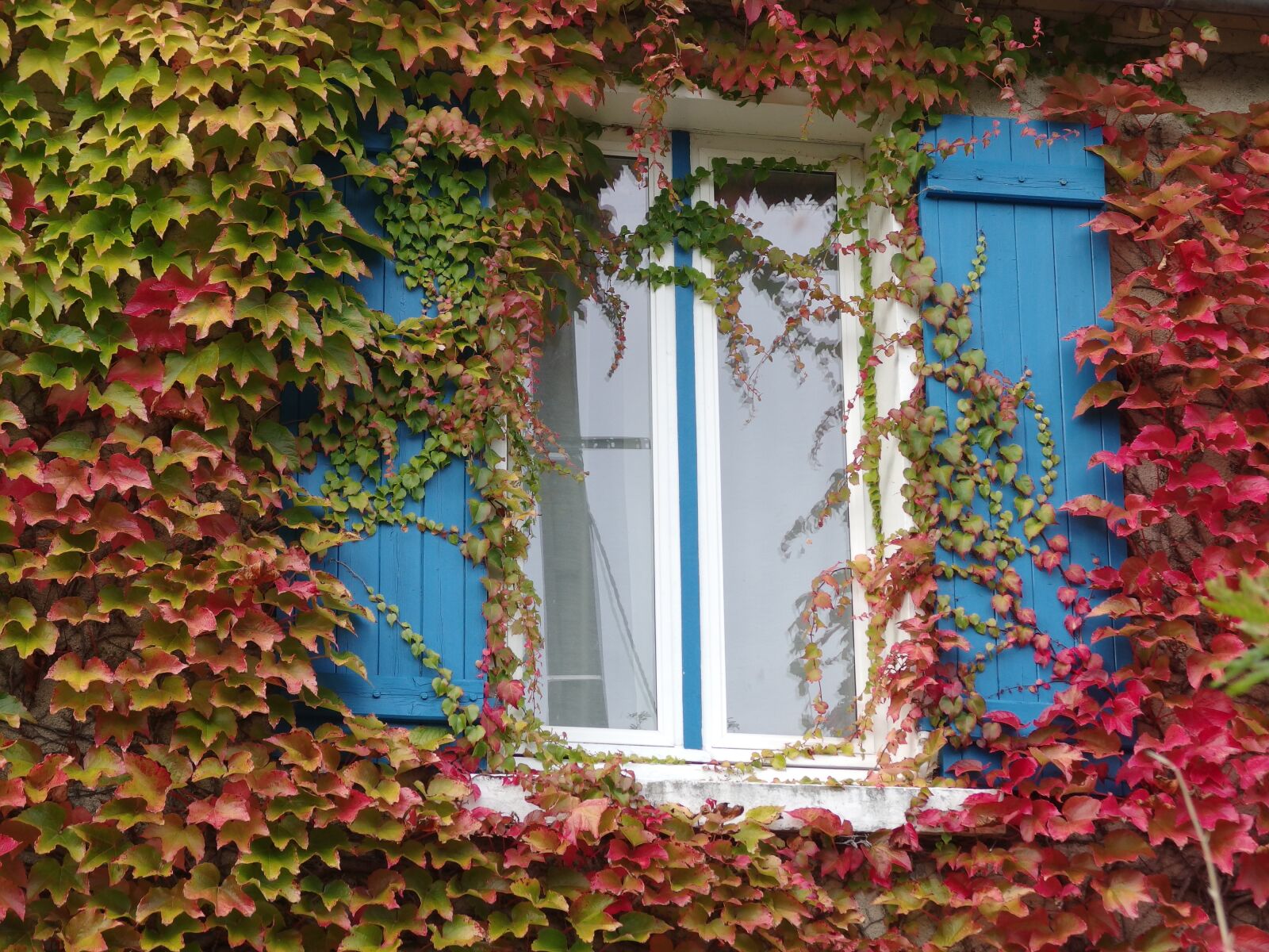 PENTAX RICOH IMAGING PENTAX MX-1 sample photo. Autumn, window, the autumn photography