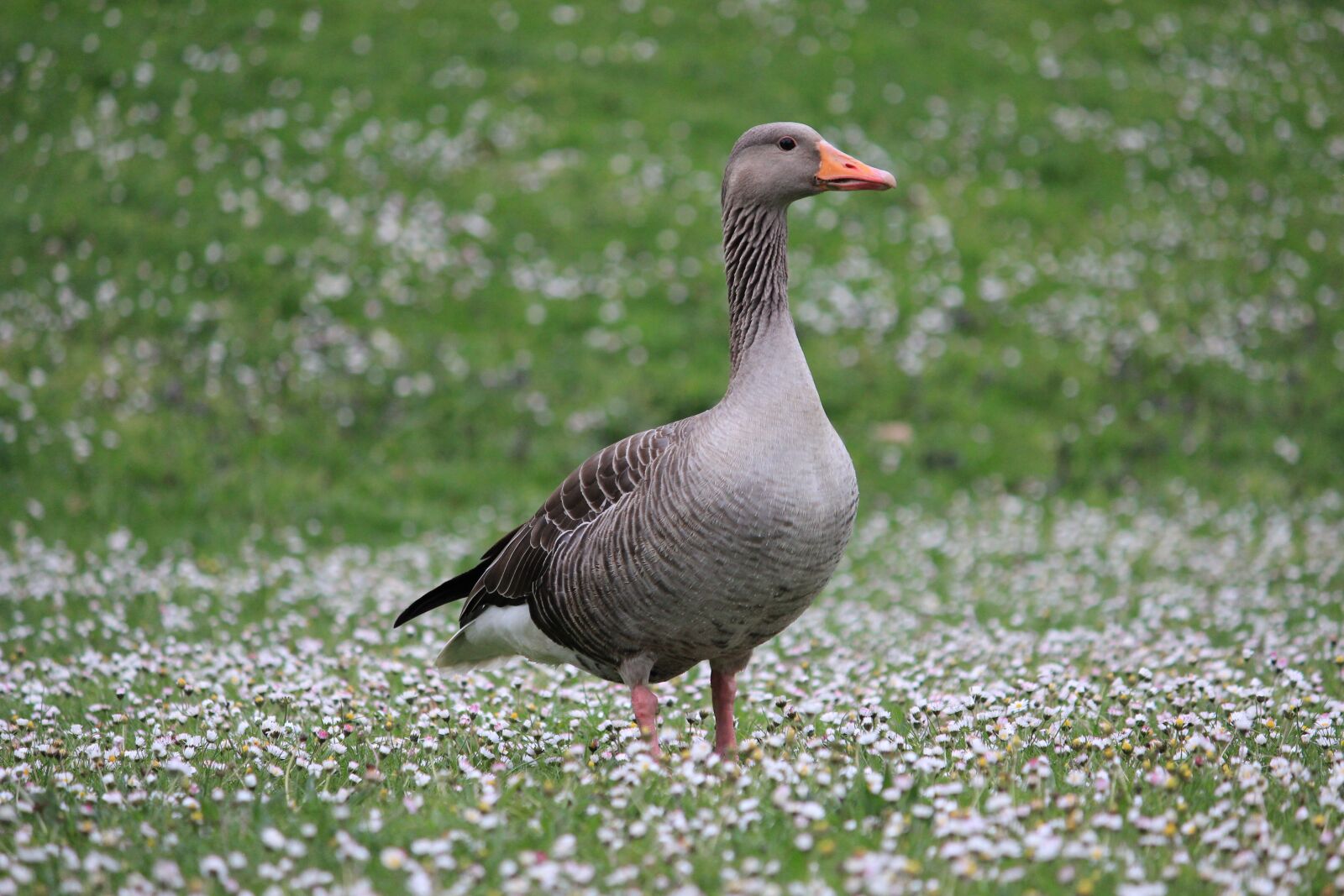 Canon EOS 600D (Rebel EOS T3i / EOS Kiss X5) sample photo. Wild goose, grass, meadow photography