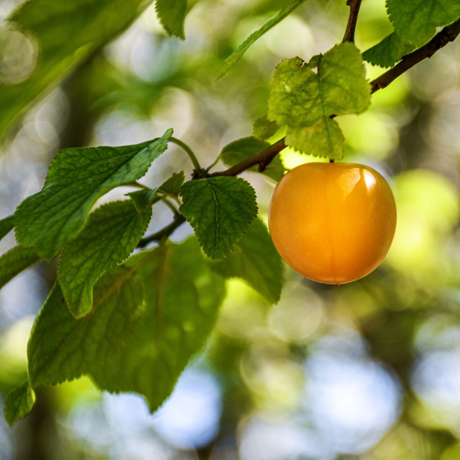 Nikon D5600 sample photo. Fruit, tree, plum photography