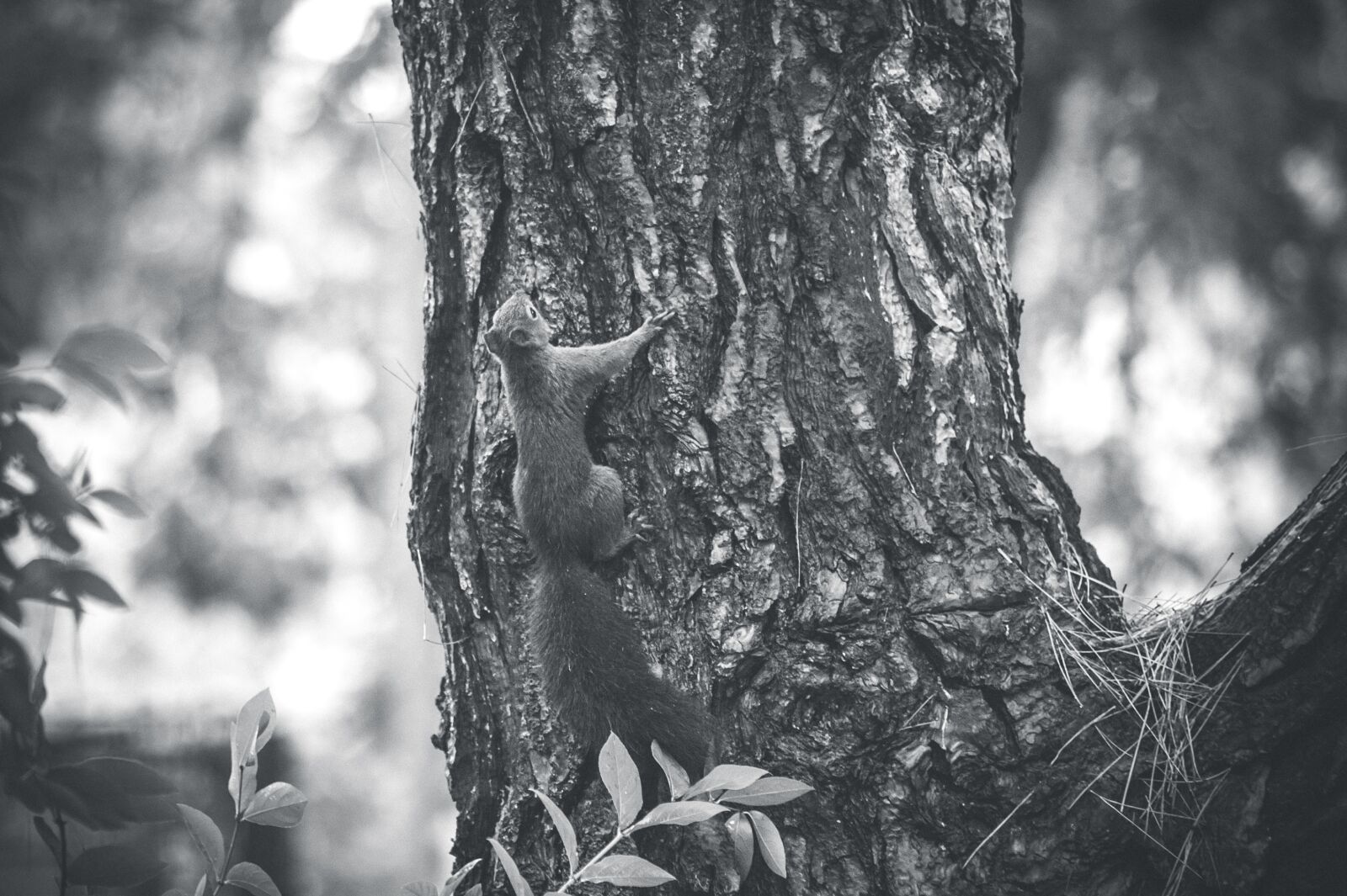 Nikon D700 sample photo. Squirrel, forest, nature photography