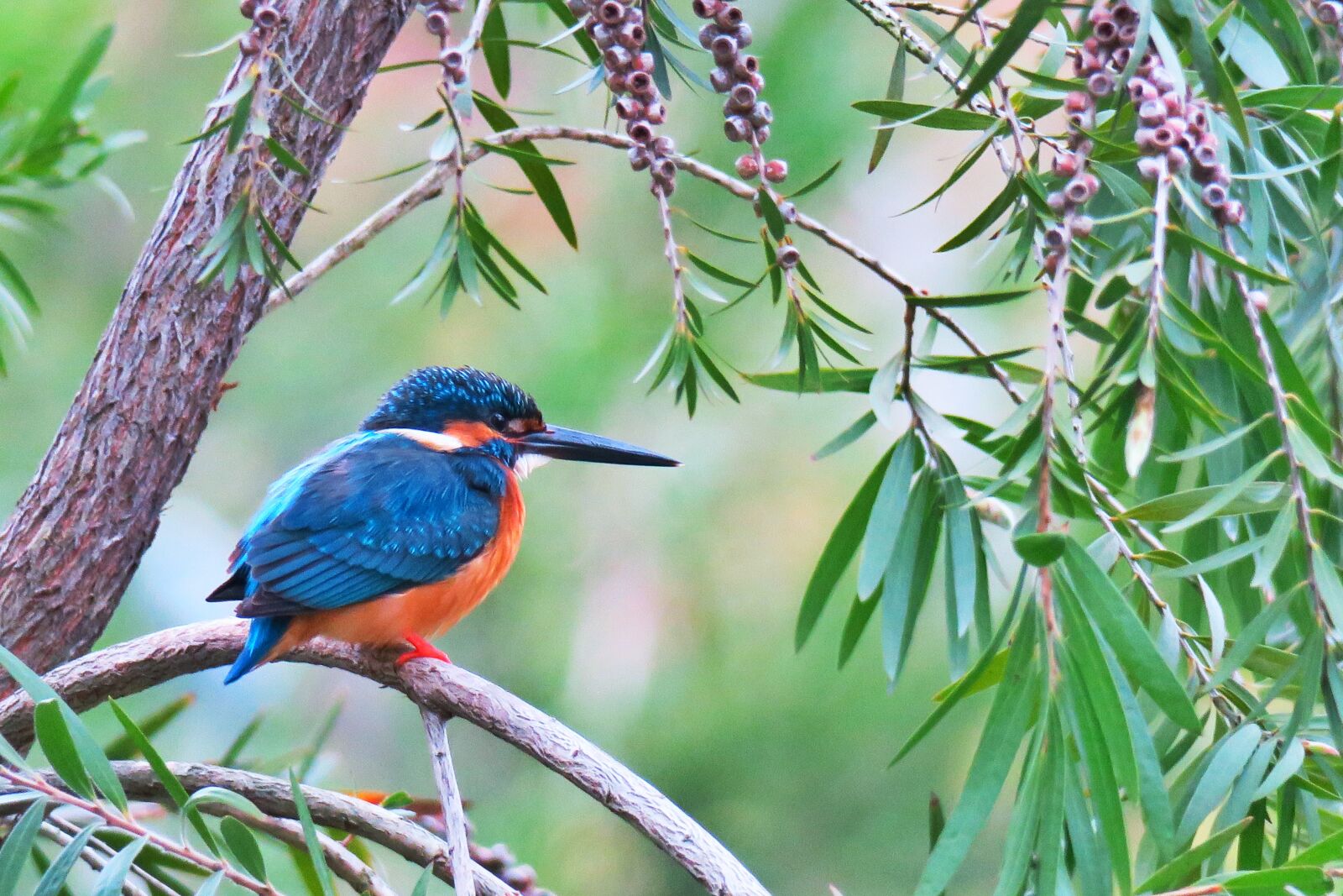 Canon PowerShot G3 X sample photo. Kingfisher, nature, bird photography