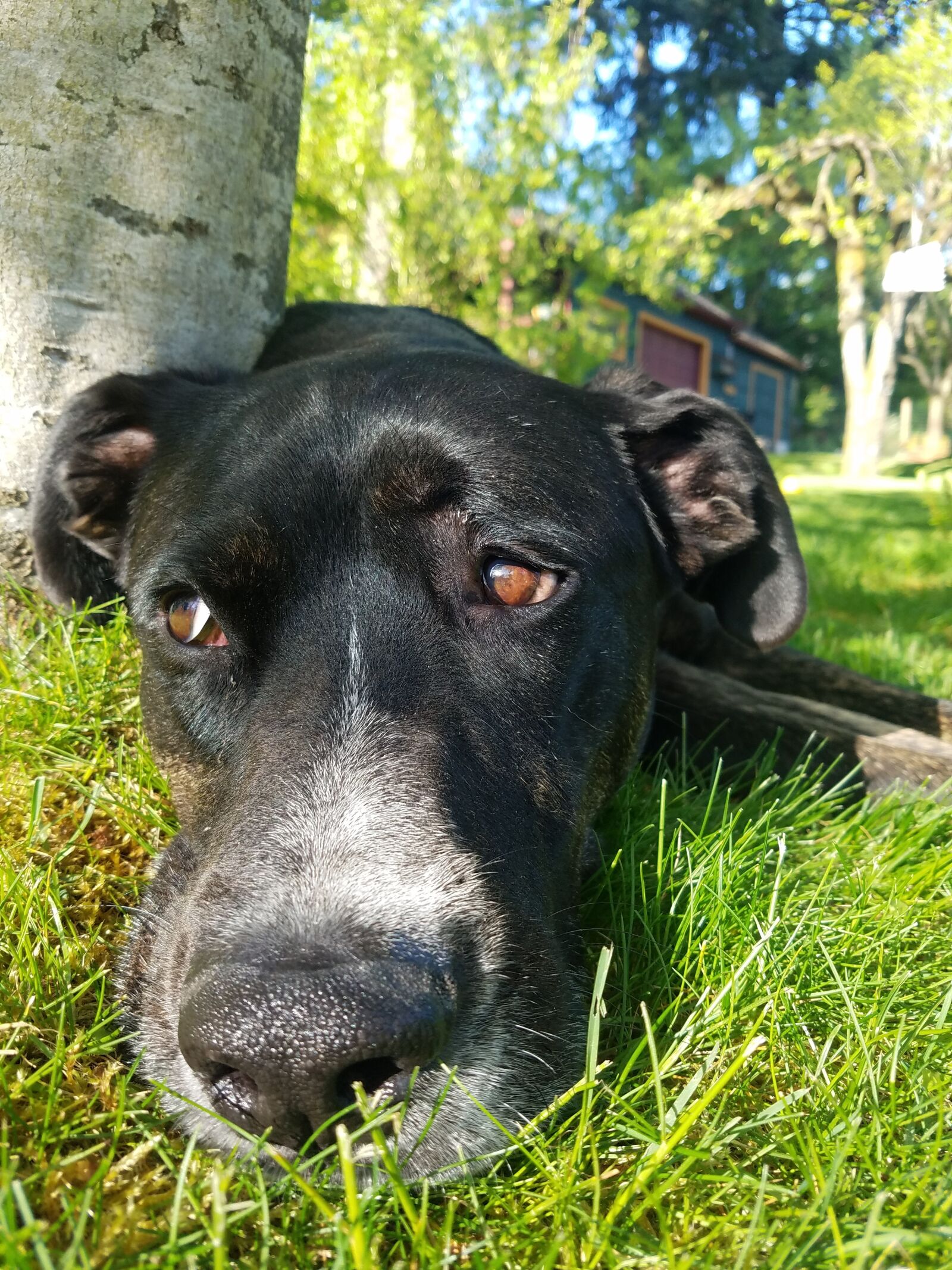 Samsung Galaxy S7 sample photo. Dog, mammal, animal photography