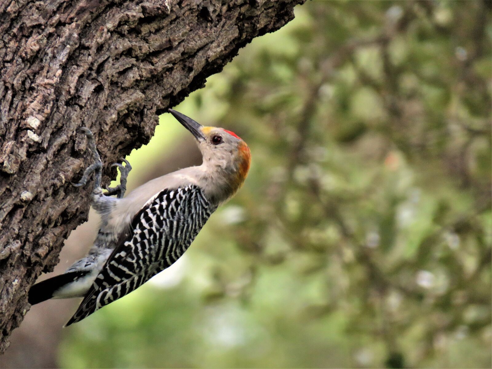 Canon PowerShot SX60 HS sample photo. Bird, woodpecker, wildlife photography