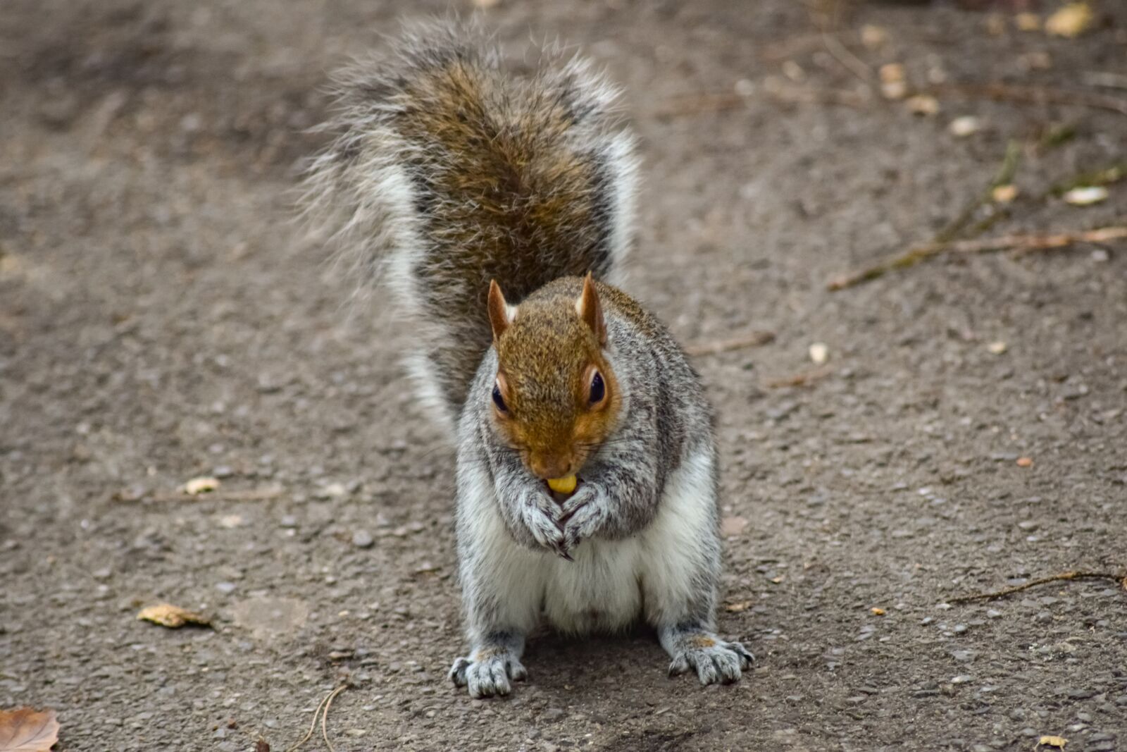 Nikon D3300 sample photo. Squirrel, animal, rodent photography