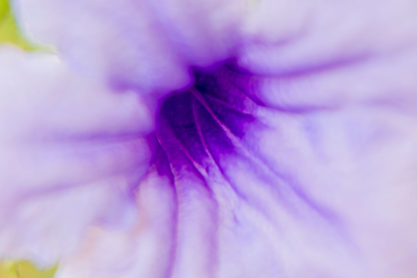 Nikon D3400 sample photo. Flower, closeup, macro photography