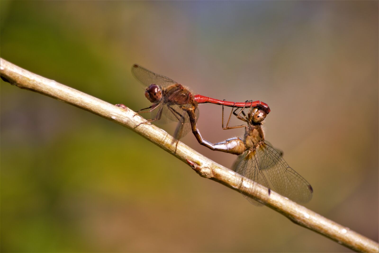 Nikon D7100 sample photo. Dragonflies, mating, insect photography