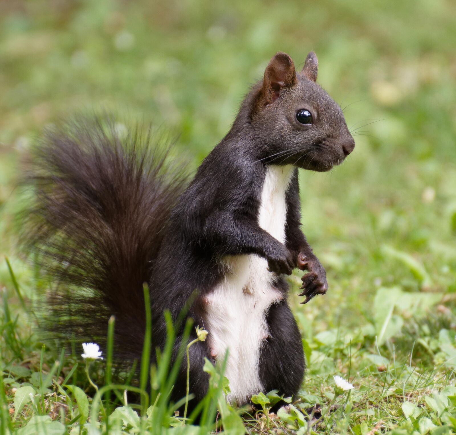 Nikon D7200 sample photo. Squirrel, nager, cute photography