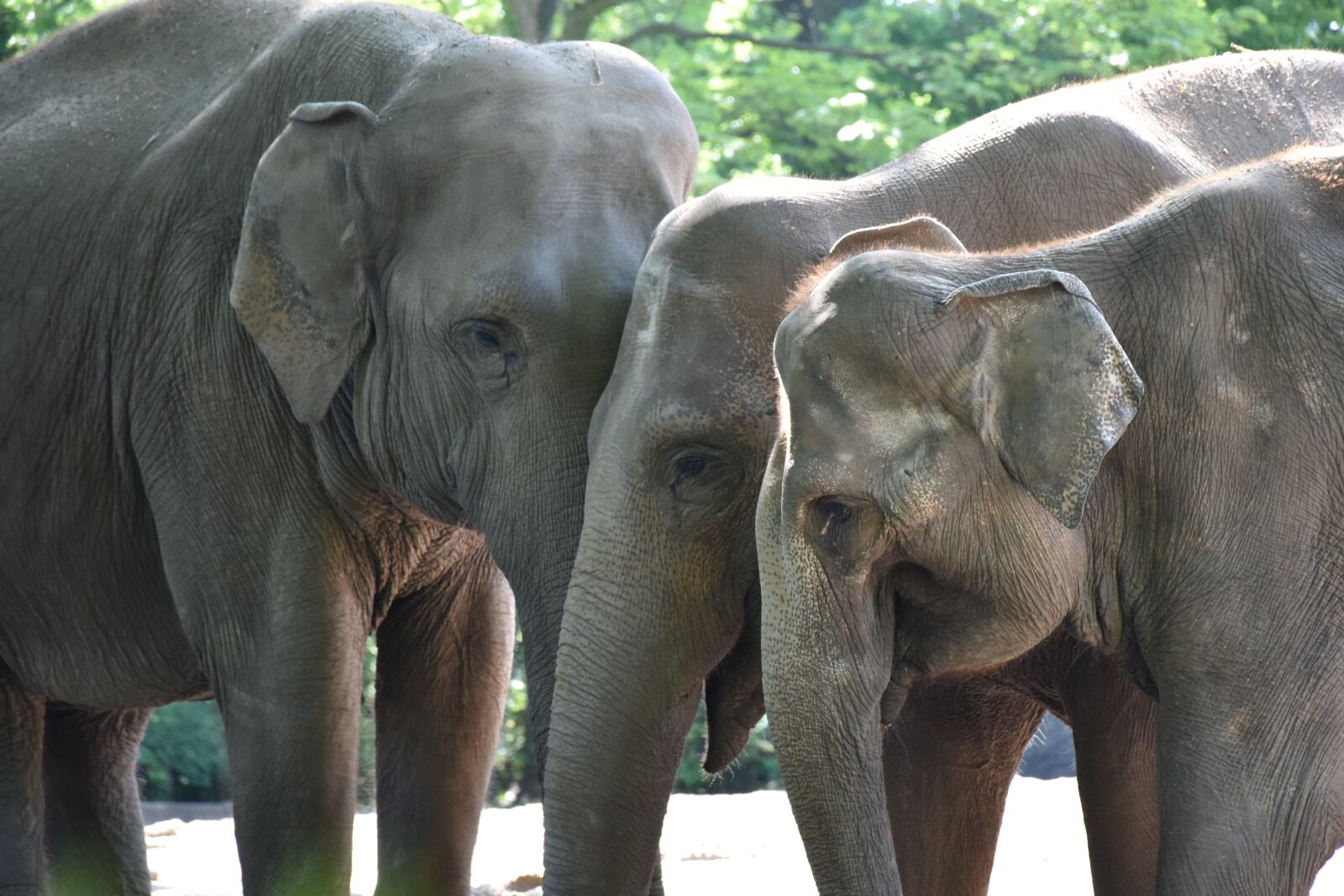Nikon D5500 sample photo. Hagenbeck, hamburg, elephant photography