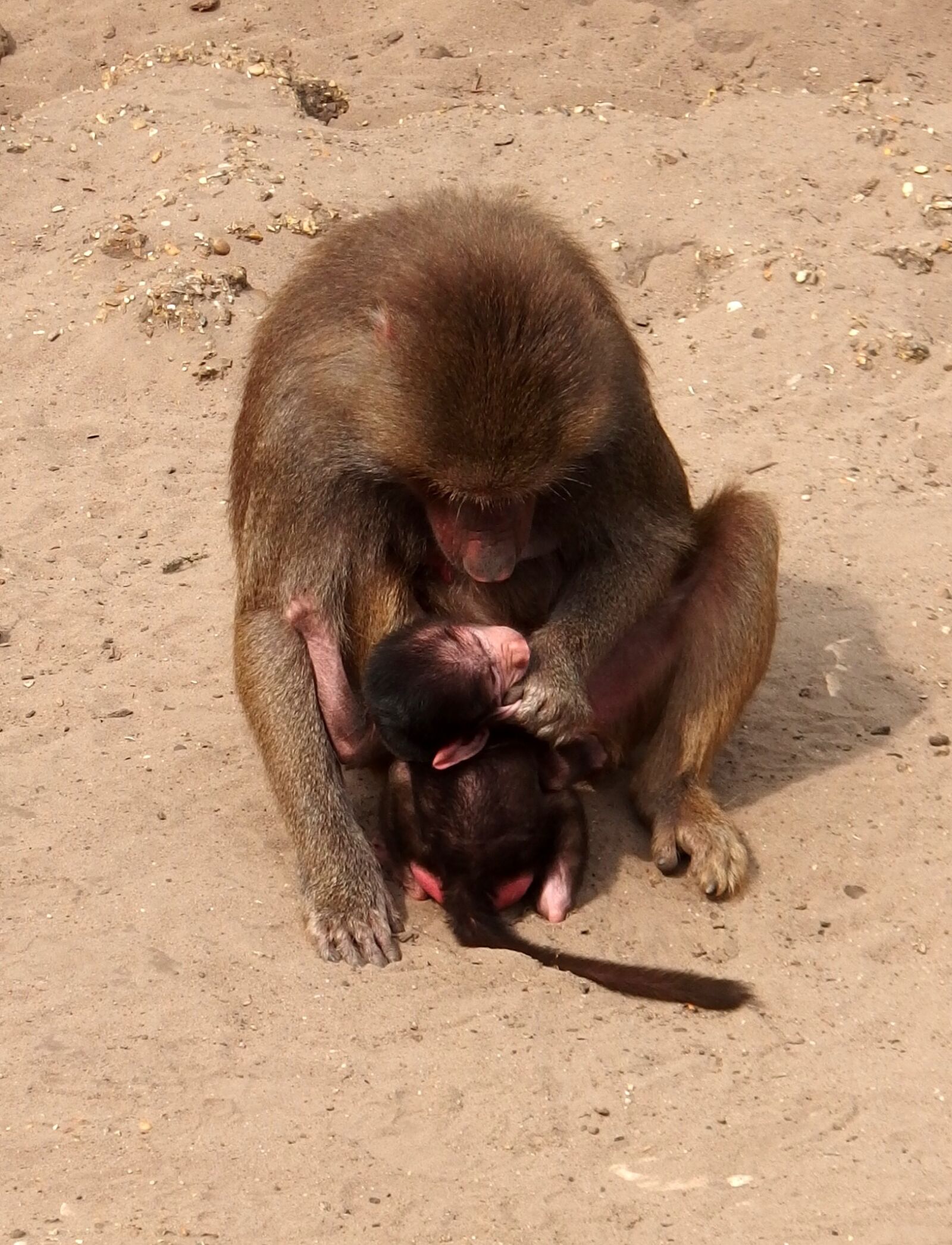Olympus Stylus XZ-10 sample photo. Monkey, mother monkey, child photography