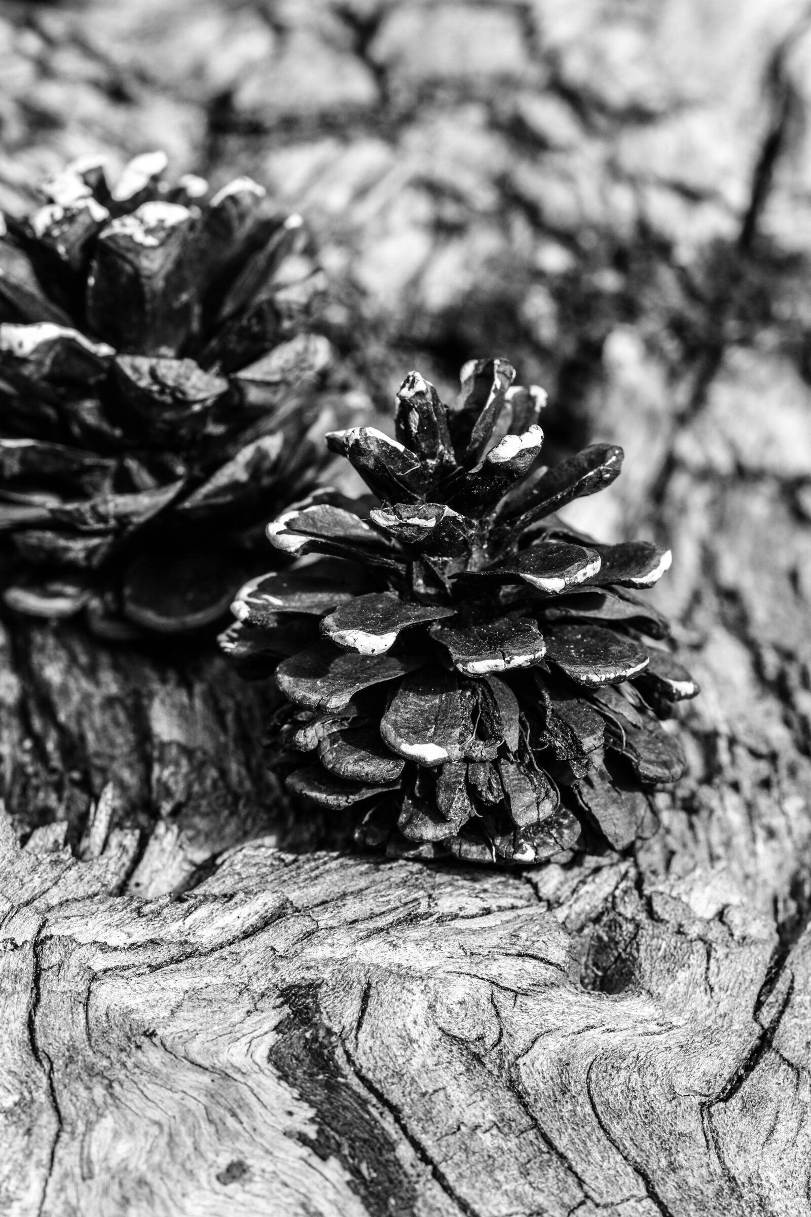 Canon EOS 7D Mark II sample photo. Pinecone, black and white photography
