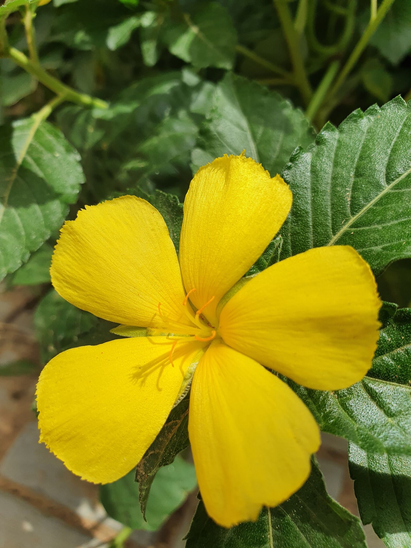 Samsung Galaxy S10+ sample photo. Yellow, flower, beautiful photography