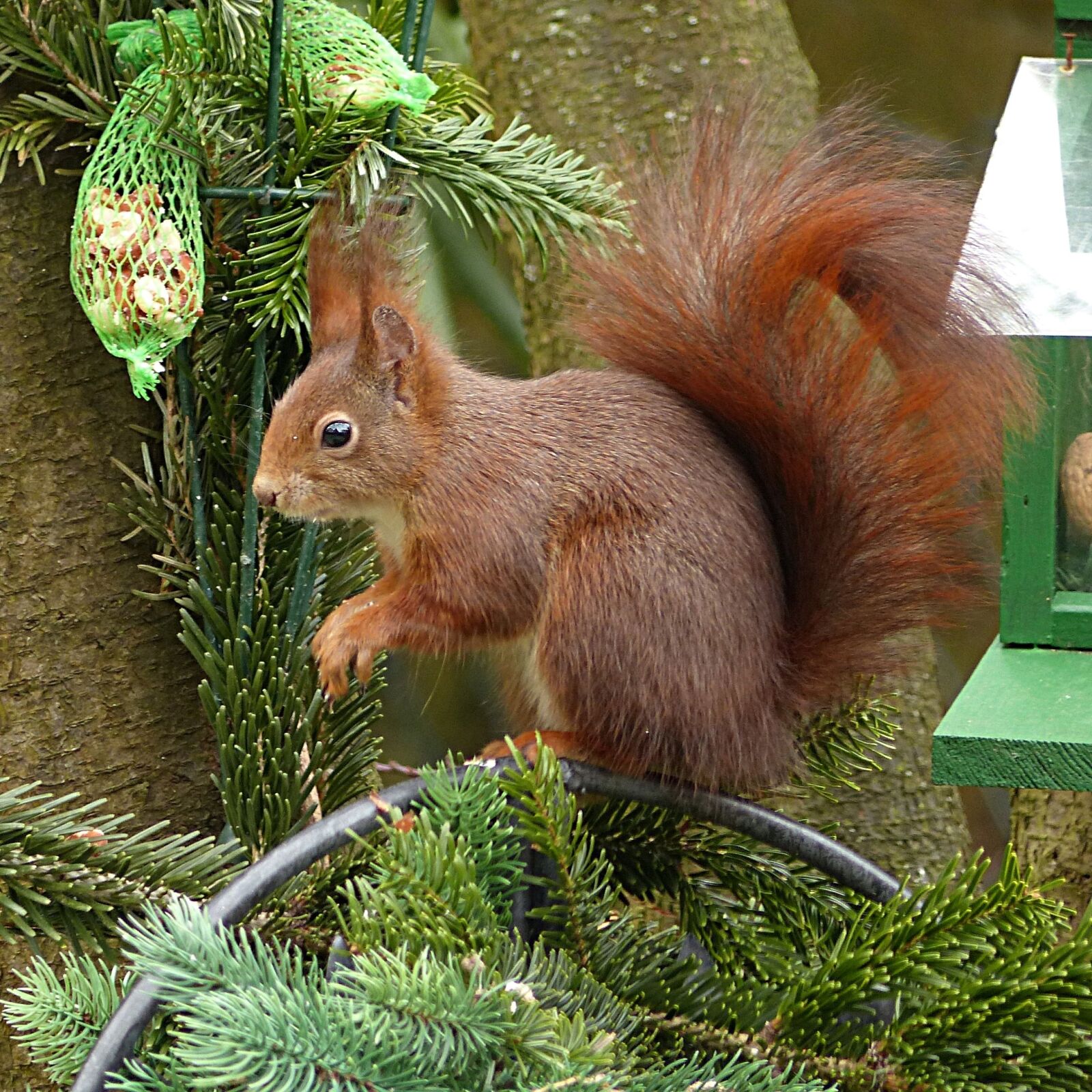 Panasonic Lumix DMC-FZ200 sample photo. Animal, squirrel, sciurus vulgaris photography