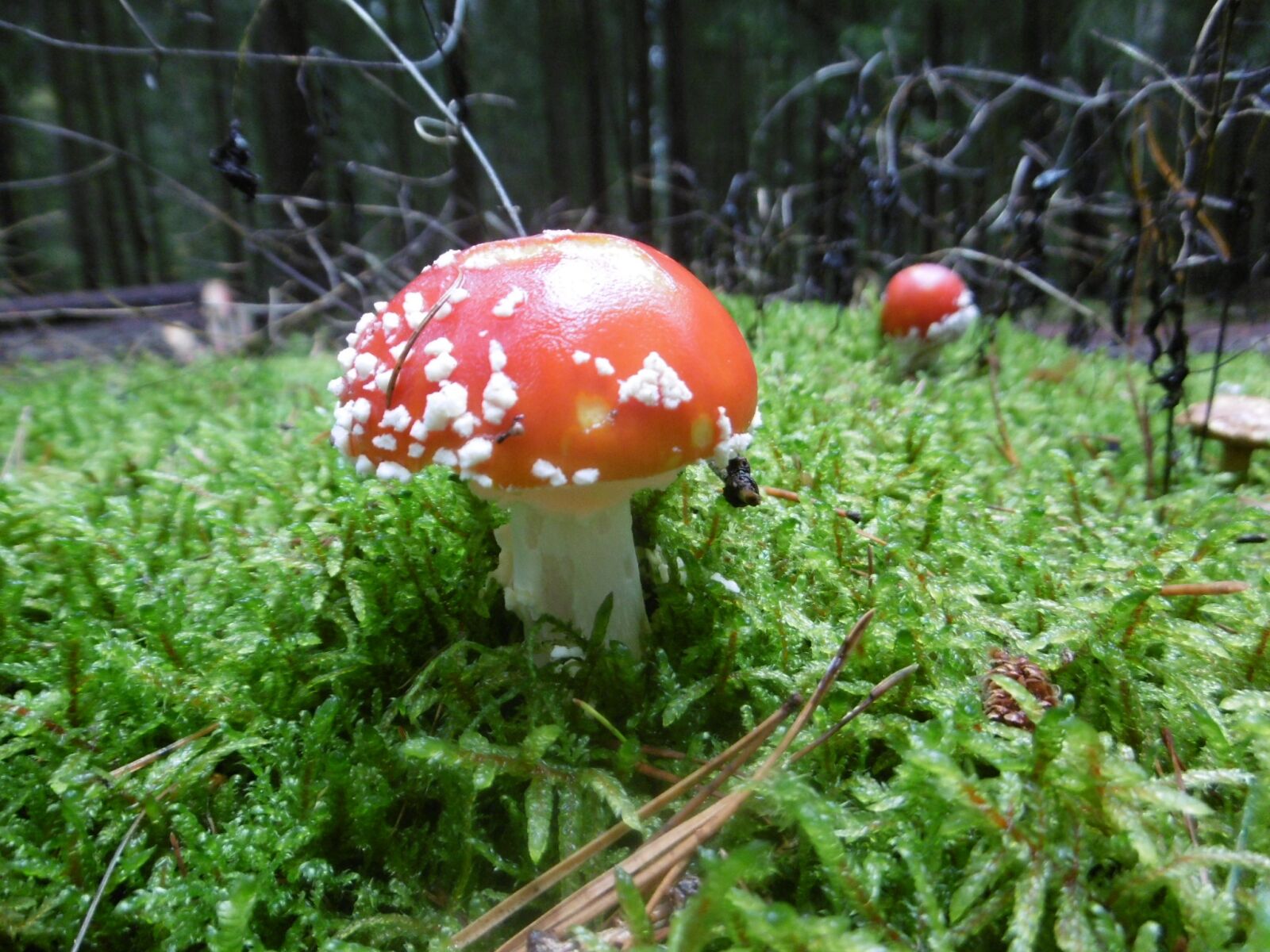 Panasonic DMC-SZ10 sample photo. Forest, mushroom, autumn photography