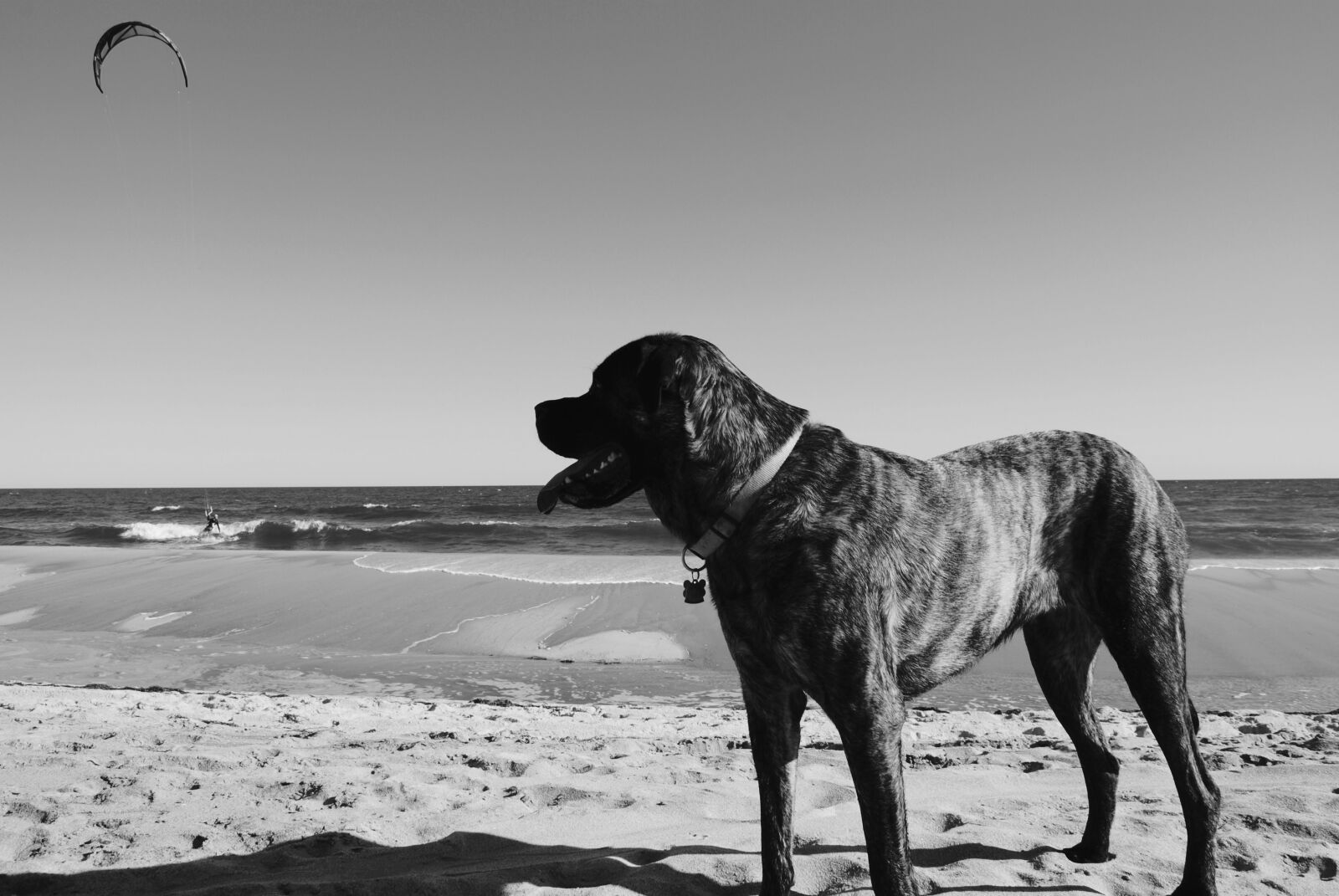 Nikon D3000 sample photo. Beach, big, dog, dog photography