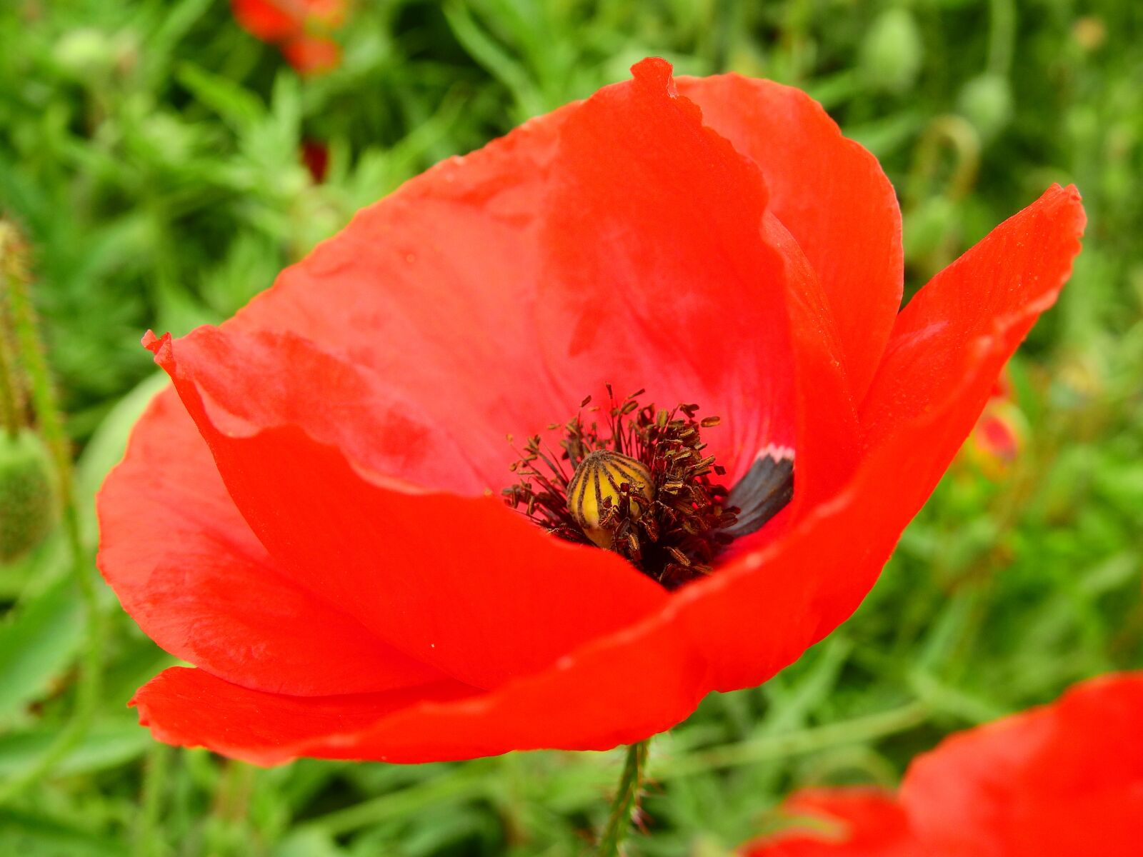 Nikon Coolpix P900 sample photo. Meadow, flower meadow, nature photography
