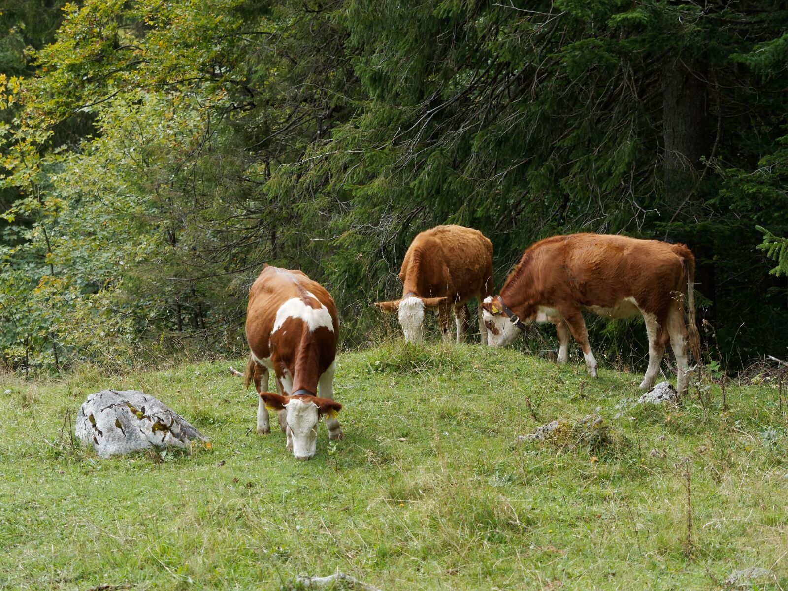 Olympus M.Zuiko Digital ED 40-150mm F2.8 Pro sample photo. Animals, cows, cattle photography