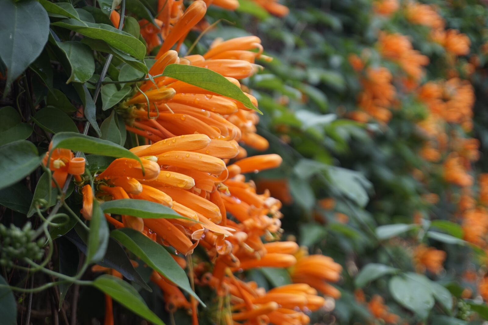 Sony E 16-50mm F3.5-5.6 PZ OSS sample photo. Flower, flower bunches peppers photography