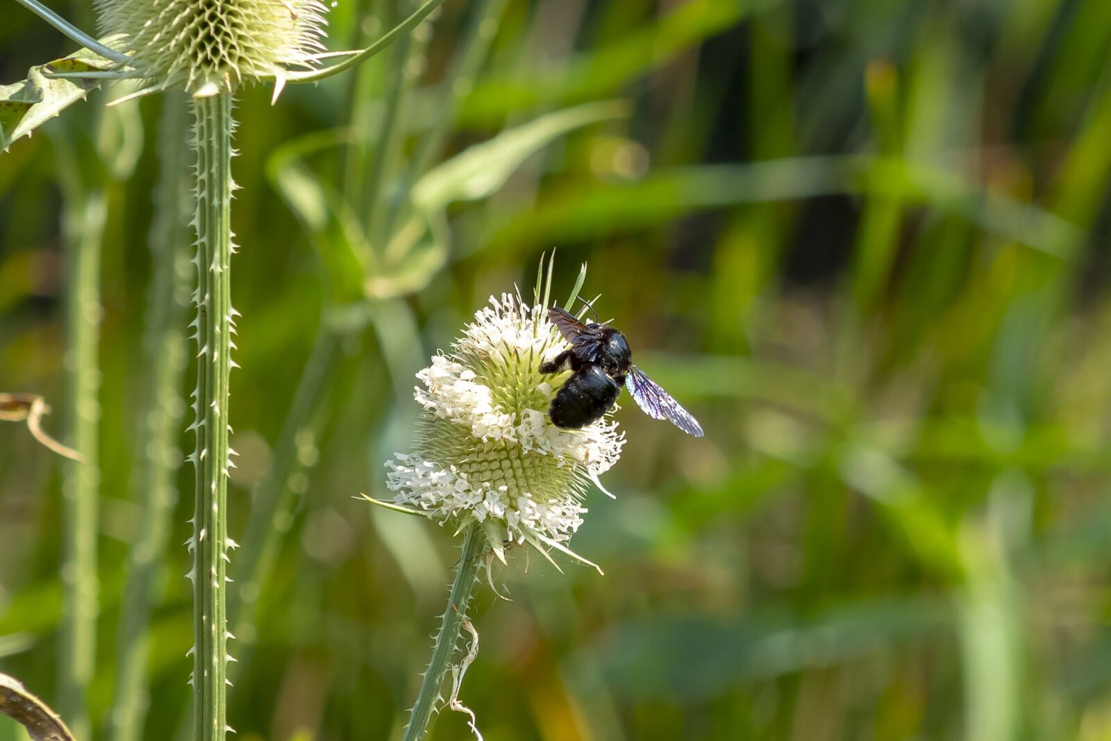 Canon EF75-300mm f/4-5.6 sample photo. Wildflower, stalk, szam rk photography