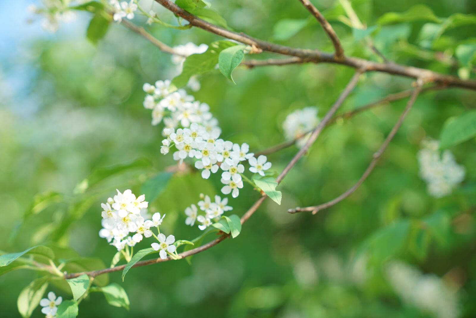 Sony a7R II + Sony FE 24-70mm F2.8 GM sample photo. Flowers, nature, petals photography
