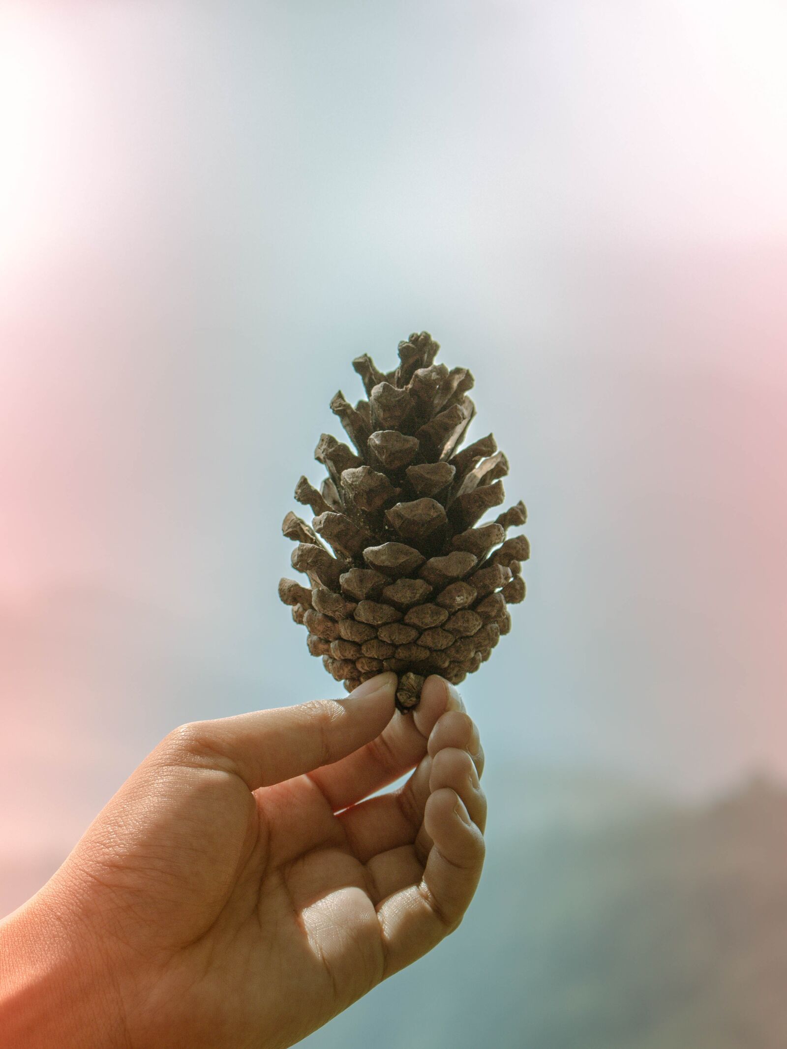 Canon EOS 700D (EOS Rebel T5i / EOS Kiss X7i) sample photo. Acorn, chiang mai thailand photography