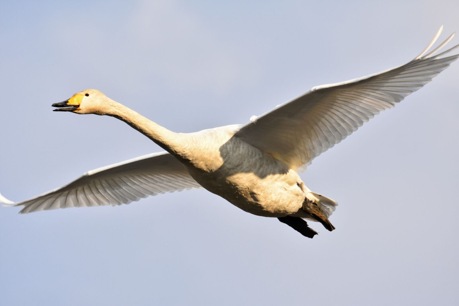 Nikon D7200 sample photo. Animal, sky, bird photography