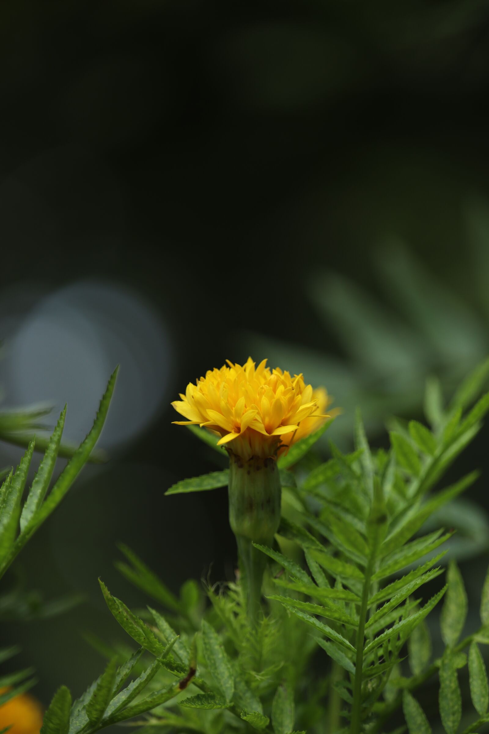 Canon EOS 250D (EOS Rebel SL3 / EOS Kiss X10 / EOS 200D II) sample photo. Kerala, yellow flower, green photography