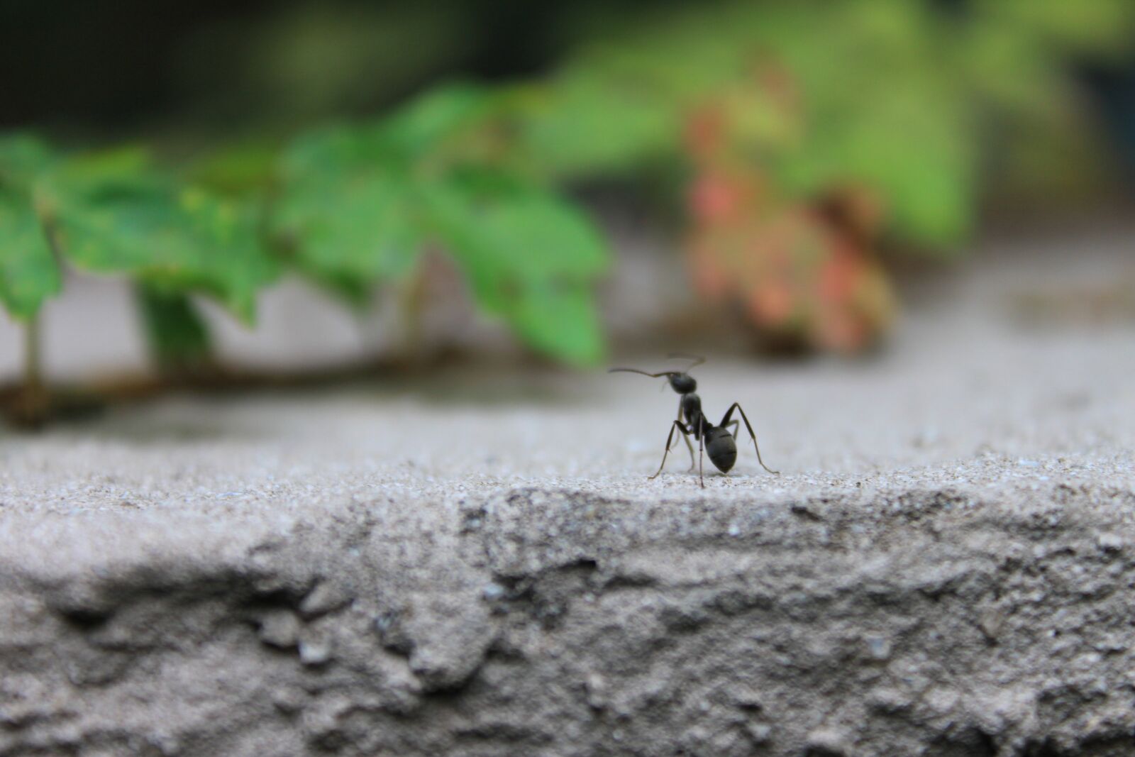 Canon EOS 500D (EOS Rebel T1i / EOS Kiss X3) sample photo. Ant, insects, nature photography