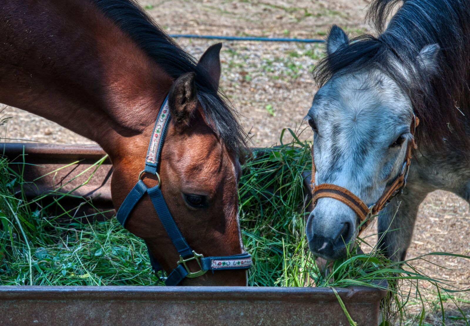Nikon D5000 sample photo. Horses, animal portrait, trough photography