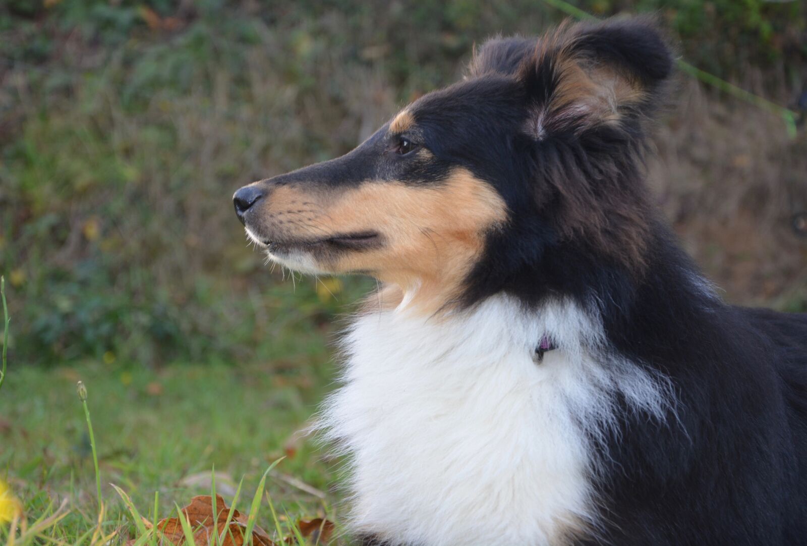 Nikon D5200 sample photo. Shetland sheepdog, profile, snout photography