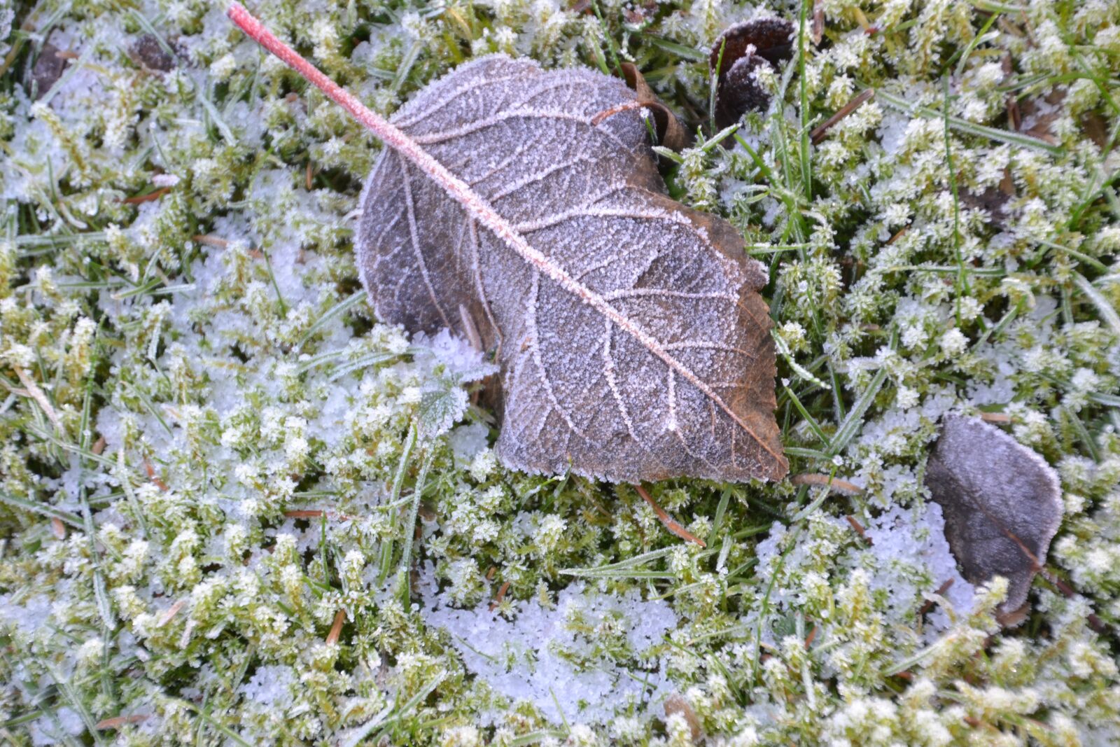 Nikon D3100 sample photo. Hoarfrost, cold, winter photography