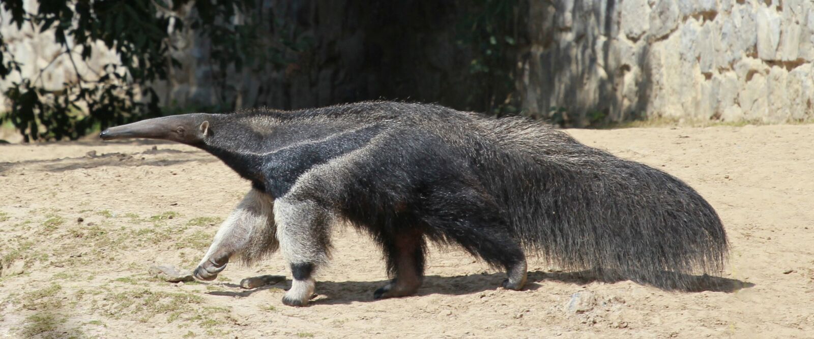 Canon EOS 550D (EOS Rebel T2i / EOS Kiss X4) sample photo. Anteater, sand, only photography