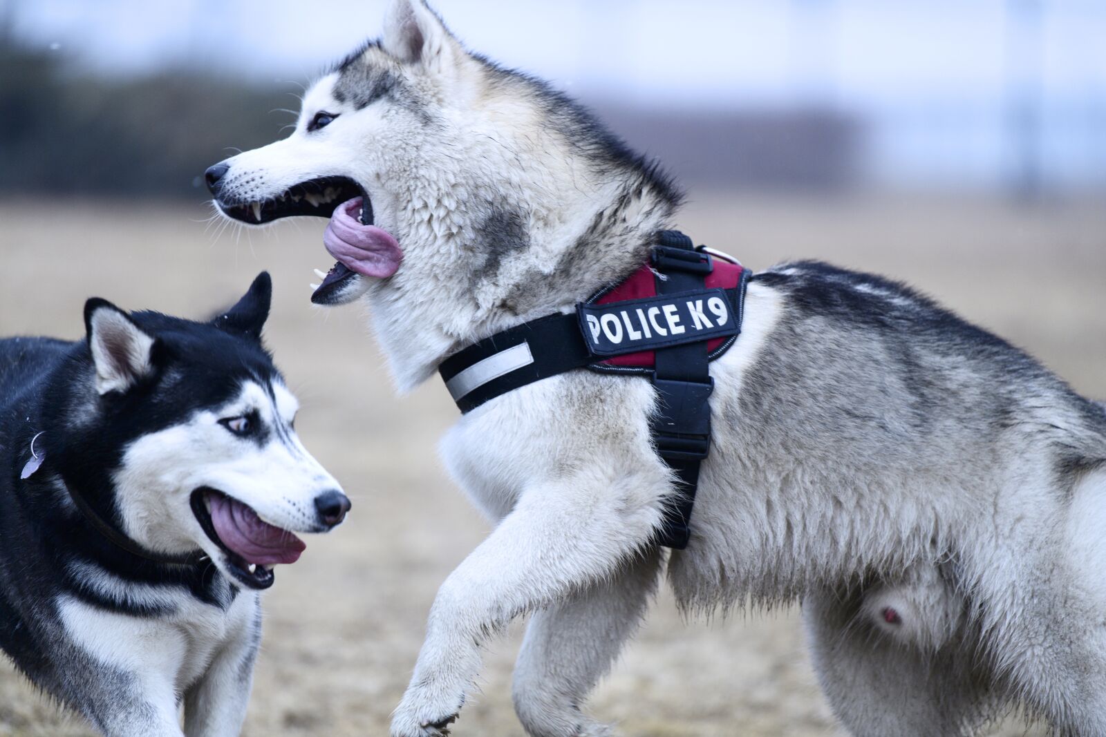 Nikon D5 sample photo. Dog, canine, mammal photography