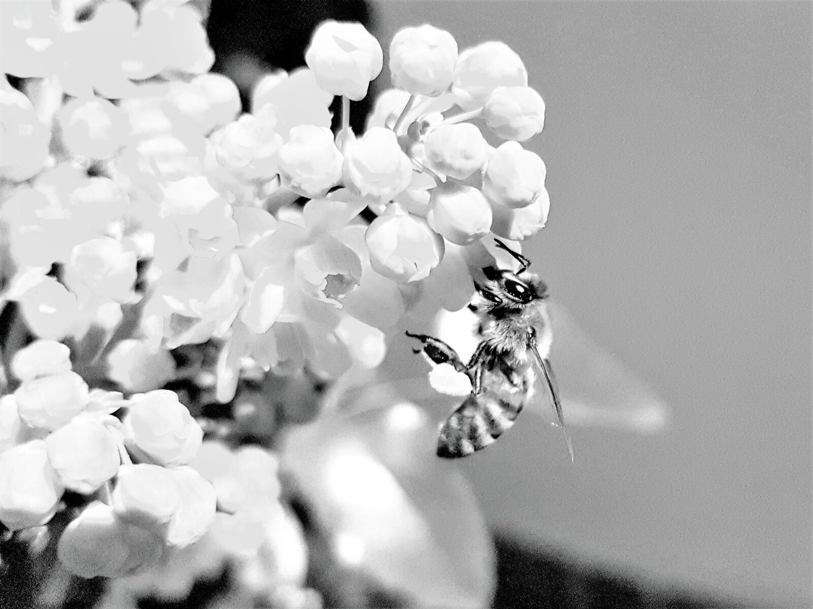 Samsung Galaxy S7 sample photo. Bee, insect, nectar photography