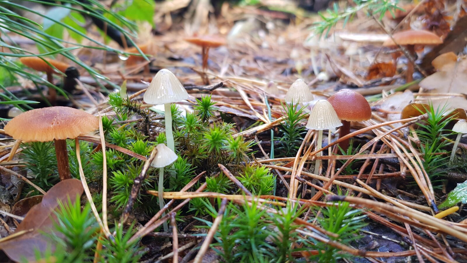 Samsung Galaxy S8+ sample photo. Fall, mushroom, forest photography